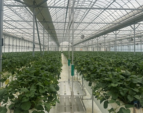 그로우팜 딸기 재배 모습